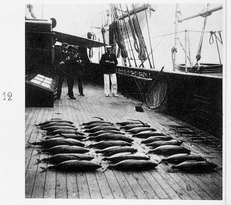 Albacore Tuna abundant on the West Coast. Southern California Albacore Tuna abundant on the West Coast. Southern California