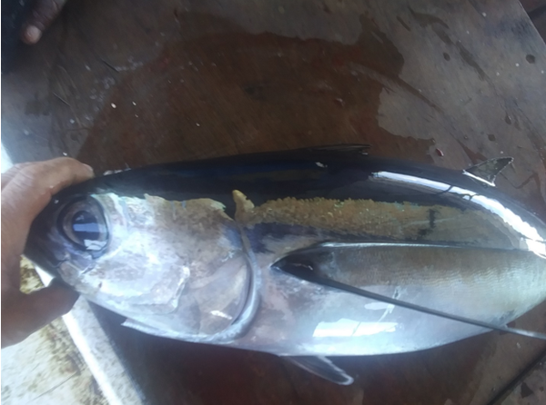 9-10 lb net marked fish 9-10 lb net marked fish
