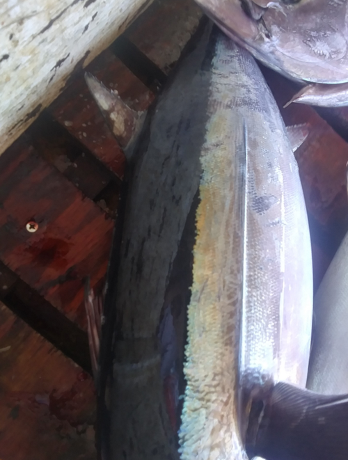 marked fish marked fish