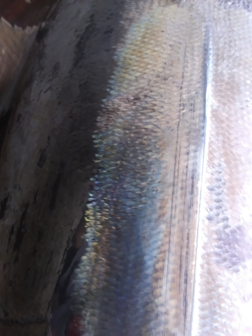 closeup of the marked fish closeup of the marked fish