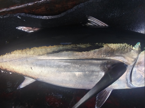 This marked fish may look big, but it’s only around 11 lbs. This marked fish may look big, but it’s only around 11 lbs.