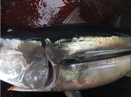 first scratched fish oct 6 first scratched fish oct 6