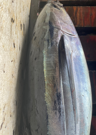 This was is a 11 – 12 lber This was is a 11 – 12 lber