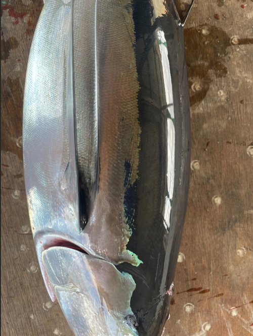 Driftnet Fish Driftnet Fish