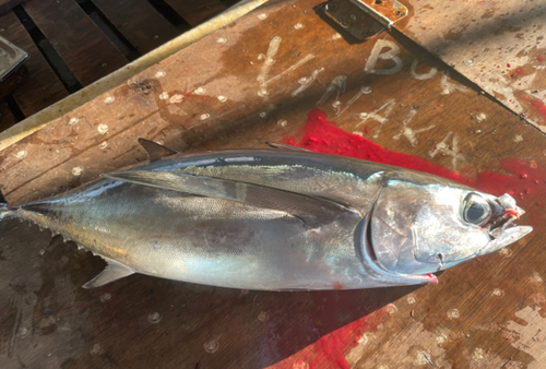 Driftnet Fish Driftnet Fish