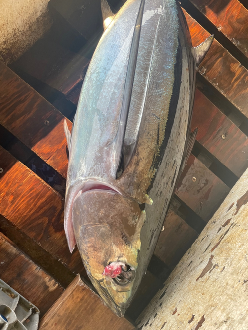 Driftnet Fish Driftnet Fish