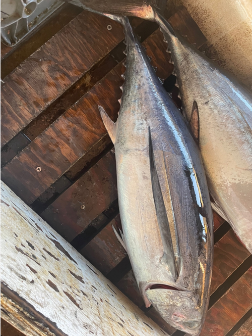 Driftnet Fish Driftnet Fish