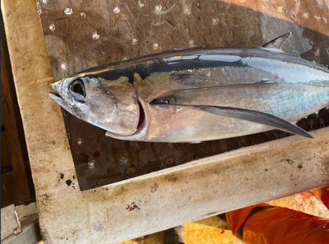 Driftnet Fish Driftnet Fish