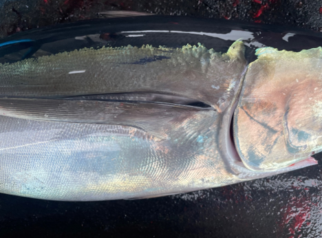 Driftnet Fish Driftnet Fish