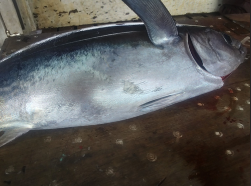 Driftnet Fish Driftnet Fish