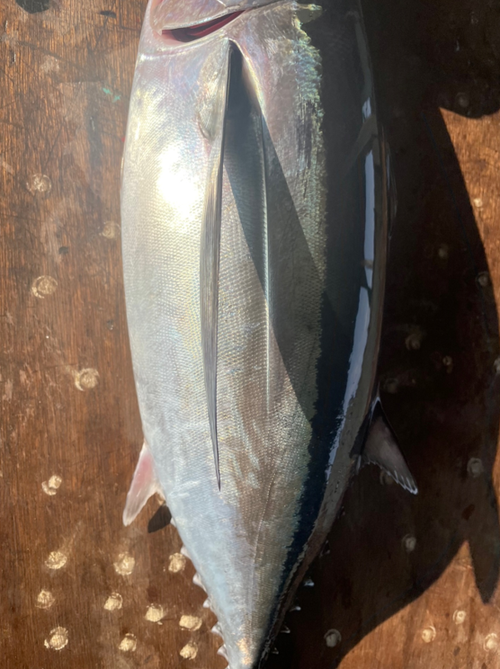 Driftnet Fish Driftnet Fish