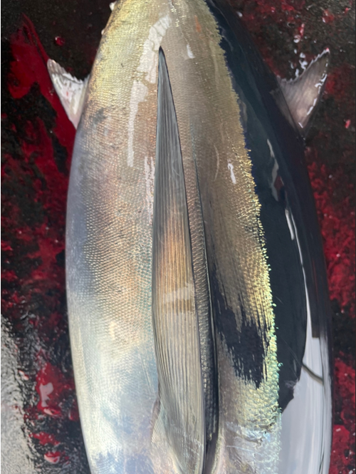 Driftnet Fish Driftnet Fish