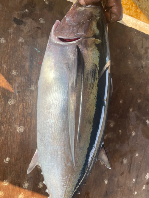 Driftnet Fish Driftnet Fish