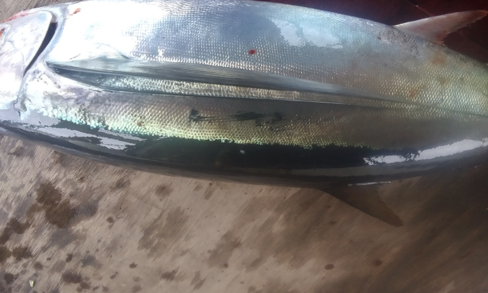 This is only a 10 lb. fish. This is our albacore future This is only a 10 lb. fish. This is our albacore future